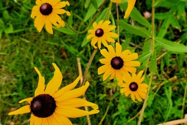 a bunch of yellow flowers that are in the grass