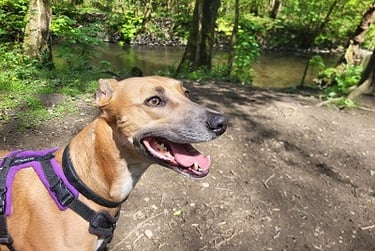Sky, the lurcher going for a walk down Sir Howy Valley, South Wales.