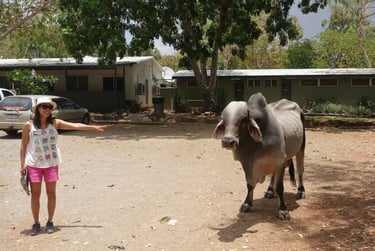 A farm animal wandering through town