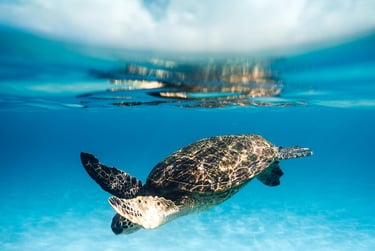 Foto de Kammeran Gonzalez-Keola: https://www.pexels.com/pt-br/foto/mar-natureza-areia-agua-7925841/