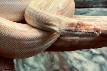 Foto de Tasha_WhiteGold: https://www.pexels.com/pt-br/foto/cobra-no-galho-da-arvore-14656287/