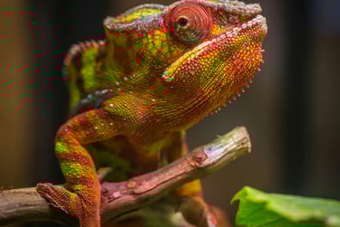 Foto de Egor Kamelev: https://www.pexels.com/pt-br/foto/fotografia-com-foco-seletivo-de-repteis-verd