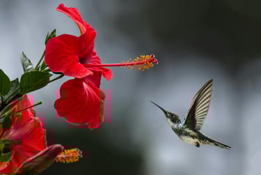 humming bird and flower 