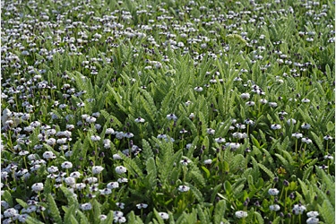 Achillea crithmifolia  /  associée à Phyla nodiflora : alternative au gazon