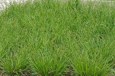 Carex halleriana : alternative au gazon