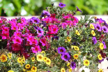 Petites fleurs de Million Bells, superbes en jardinière