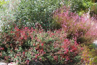 Association sauge Grahamii rouge et Gaura