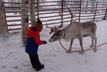 Child feeding the Reindeer