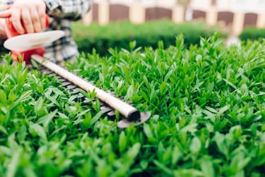 Landscape Bush and Shrub Pruning