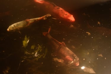 a group of fish in a pond with water
