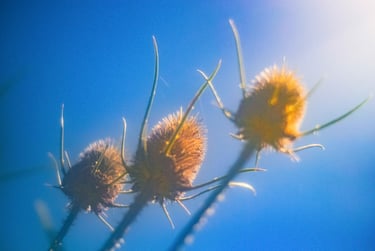 fotografia de flores