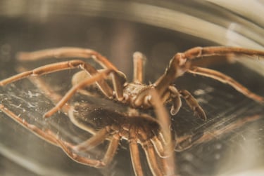 fotografia de una araña sobre un espejo