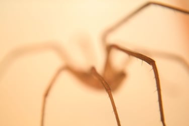 imagen borrosa de patas de araña