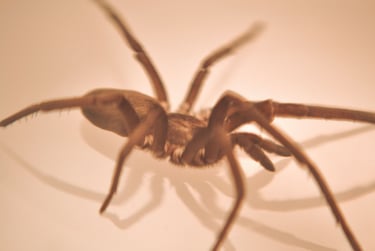 fotografia de araña hembra especie kukulkania hibernalis