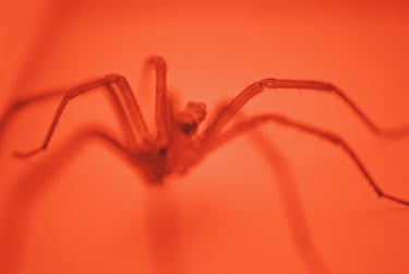 fotografia roja de araña
