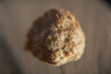 fotografia de moho sobre alimento