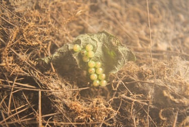 fotografia de una hoja con huevos de insecto