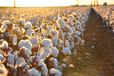 a cotton fiel