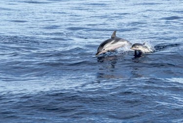 Dauphins en Méditerranée