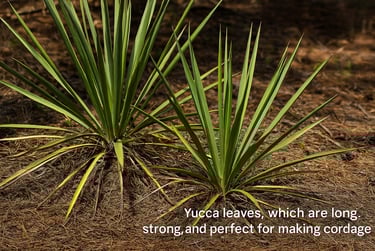 Yucca leaves growing in wild used for strong handmade cordage in survival crafts