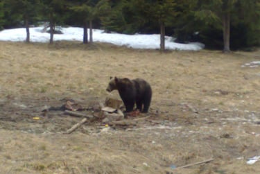 Caça ao urso na Roménia com SERCAZA