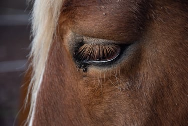 mediation animale broceliande