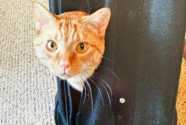 Orange tabby peeks out of black suitcase