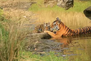 tiger and baby, panna tiger reserve