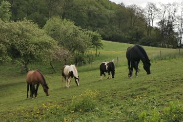chevaux en troupeau au pré