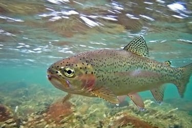 a trout swimming in shallow water