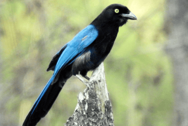 a black and blue bird sitting on a tree stump
