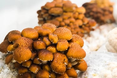 Ballot/Sac/Substrat Pholiote/Naméko