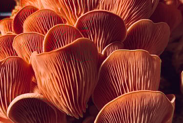 Ballot/Sac/Substrat Pleurote Rose