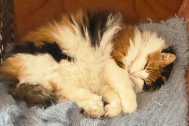 A fluffy long-haired calico cat curled up and sleeping peacefully on a soft blue blanket.