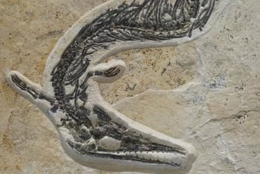 Kopfbereich des Pleurosaurus im Detail auf Kalkstein aus Solnhofen