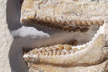 Detailaufnahme der Zähne von Gyrodus circularis, Solnhofen