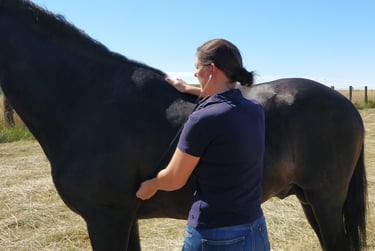 dominique de clercq in actie