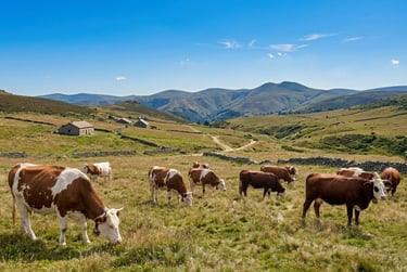 Paturages des monts du Forez