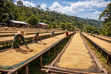 "Camas de secagem africanas elevadas com grãos de café etíope a secar ao sol durante o processamento