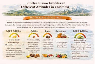 Infographic showing coffee flavor profiles at different altitudes in Colombia, three elevation level