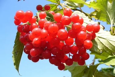 Cranberry rich in antioxidants and vitamins for cell protection and skin health