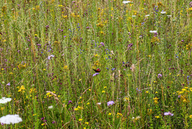 Minett natuurreservaat