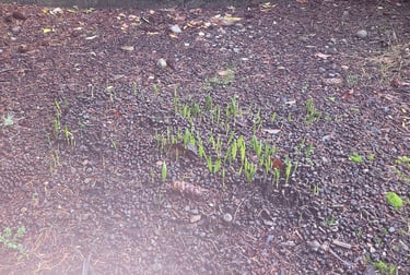 windmill palm starts