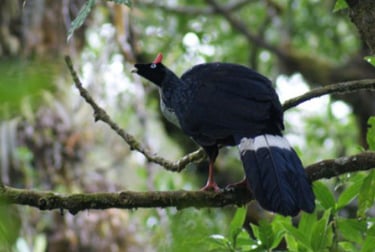 A Horned Guan with a red horn sits in a forest near the Tacana Volcano on a Sabes Aves birding tour