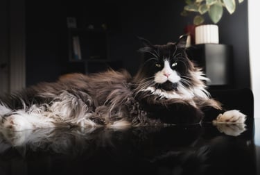 Portrait d’un chat noir et blanc allongé en lumière naturelle