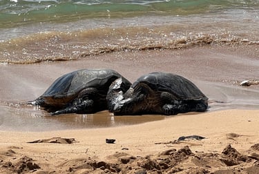 Two green sea turtles on Poipu beach