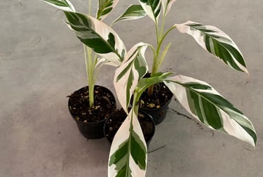 musa variegata lille plante rare wattignies tibaldo