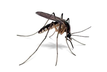 Mosquito Pest Control Service
