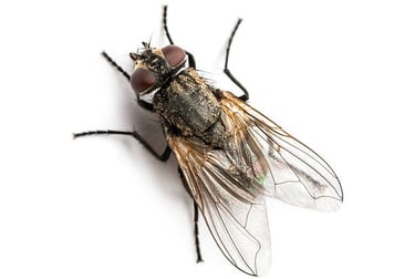 FLIES PEST CONTROL SERVICE