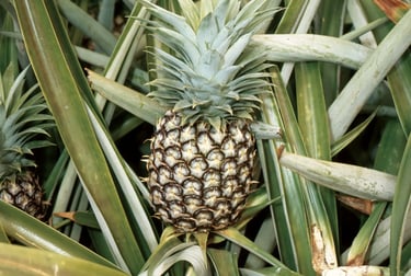 Ananas